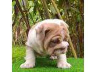 Bulldog Puppy for sale in North Bergen, NJ, USA