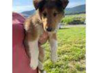 Collie Puppy for sale in Chambersburg, PA, USA