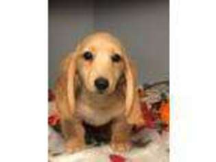Dachshund Puppy for sale in Rural Retreat, VA, USA