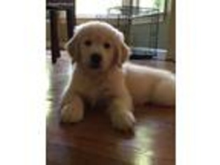 Golden Retriever Puppy for sale in Oak Ridge, NC, USA