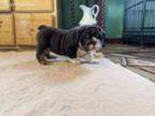 Bulldog Puppy for sale in Bolivar, MO, USA