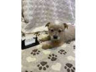 Australian Cattle Dog Puppy for sale in Spring Hope, NC, USA