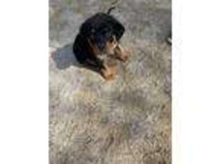 Rottweiler Puppy for sale in Bronx, NY, USA