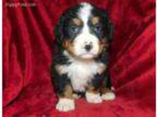 Bernese Mountain Dog Puppy for sale in West Lafayette, OH, USA