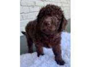 Labradoodle Puppy for sale in Fort Mill, SC, USA