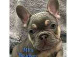 French Bulldog Puppy for sale in Ocala, FL, USA