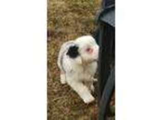 Miniature Australian Shepherd Puppy for sale in Watkins, MN, USA