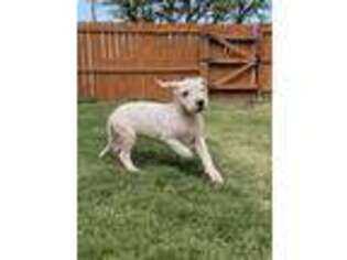 Dogo Argentino Puppy for sale in Midland, TX, USA