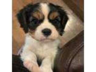 Cavalier King Charles Spaniel Puppy for sale in Saint Cloud, MN, USA