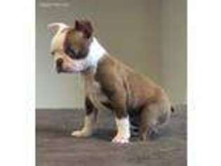 Boston Terrier Puppy for sale in Soledad, CA, USA
