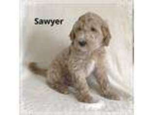 Goldendoodle Puppy for sale in Camden, NC, USA