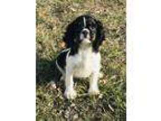 Cavalier King Charles Spaniel Puppy for sale in Lexington, KY, USA