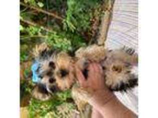 Yorkshire Terrier Puppy for sale in Sandy, UT, USA