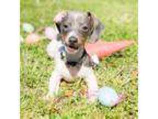 Dachshund Puppy for sale in Kingstree, SC, USA