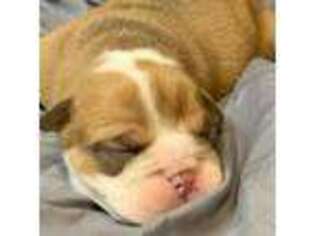 Bulldog Puppy for sale in Uniontown, KS, USA