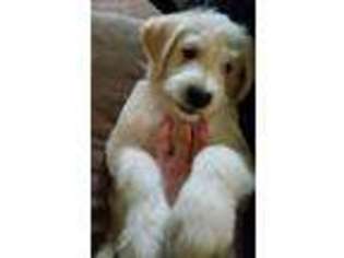 Labradoodle Puppy for sale in Wausau, WI, USA