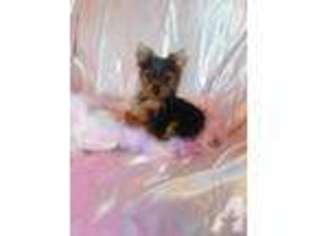 Yorkshire Terrier Puppy for sale in MADISON, NC, USA