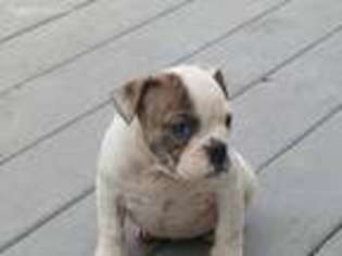 Bulldog Puppy for sale in Loysville, PA, USA