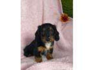 Dachshund Puppy for sale in Pearisburg, VA, USA