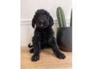 Labradoodle Puppy for sale in Yacolt, WA, USA