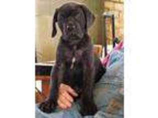 Mastiff Puppy for sale in Lake Hamilton, FL, USA