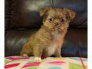 Mi-Ki Puppy for sale in Spring Hill, KS, USA