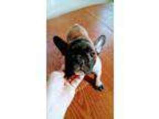 French Bulldog Puppy for sale in Coldwater, MI, USA