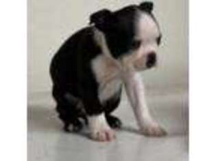 Boston Terrier Puppy for sale in Clovis, CA, USA