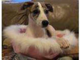 Whippet Puppy for sale in Saint Petersburg, FL, USA
