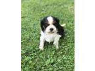 Cavalier King Charles Spaniel Puppy for sale in Armington, IL, USA