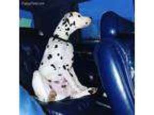 Dalmatian Puppy for sale in Romeoville, IL, USA