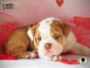 Bulldog Puppy for sale in Monticello, KY, USA