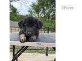 German Shepherd Dog Puppy for sale in Columbia, MO, USA