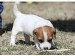 Jack Russell Terrier Puppy for sale in Henrietta, TX, USA