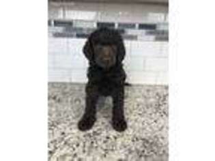 Mutt Puppy for sale in Kempner, TX, USA