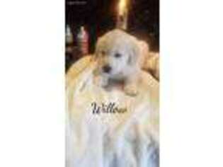 Golden Retriever Puppy for sale in North Brunswick, NJ, USA