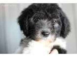 Old English Sheepdog Puppy for sale in Lowry City, MO, USA