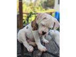 American Bulldog Puppy for sale in Meigs, GA, USA