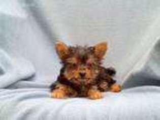 Yorkshire Terrier Puppy for sale in Byron, MI, USA