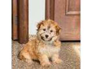 Havanese Puppy for sale in Nappanee, IN, USA