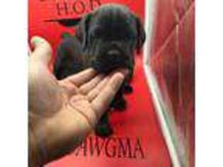 Cane Corso Puppy for sale in Pittsburgh, PA, USA
