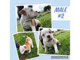 Alapaha Blue Blood Bulldog Puppy for sale in Philo, OH, USA
