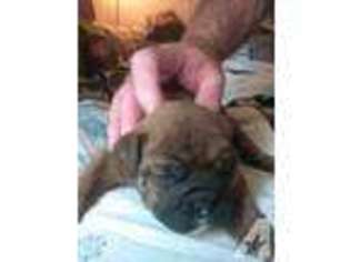 Bulldog Puppy for sale in FRAZEYSBURG, OH, USA