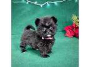 Shorkie Tzu Puppy for sale in Centreville, MI, USA