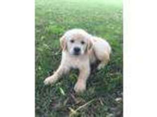 Golden Retriever Puppy for sale in Hull, IA, USA