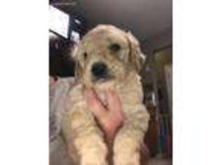 Goldendoodle Puppy for sale in Coweta, OK, USA