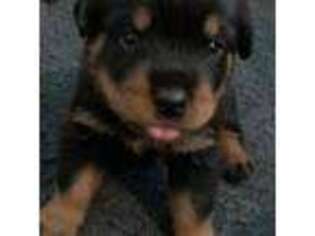 Rottweiler Puppy for sale in Athens, NY, USA