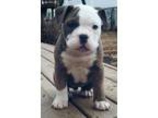 Olde English Bulldogge Puppy for sale in Bayville, NJ, USA