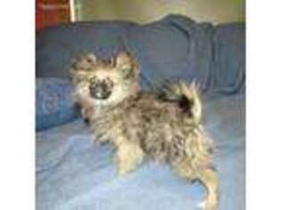 Mutt Puppy for sale in Champlain, NY, USA