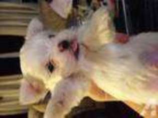 Alaskan Malamute Puppy for sale in VICTORIA, VA, USA